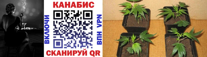 Канабис сатива  Городовиковск 